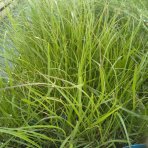 Perovec psiarkovitý (Pennisetum alopecuroides) - kont. P9